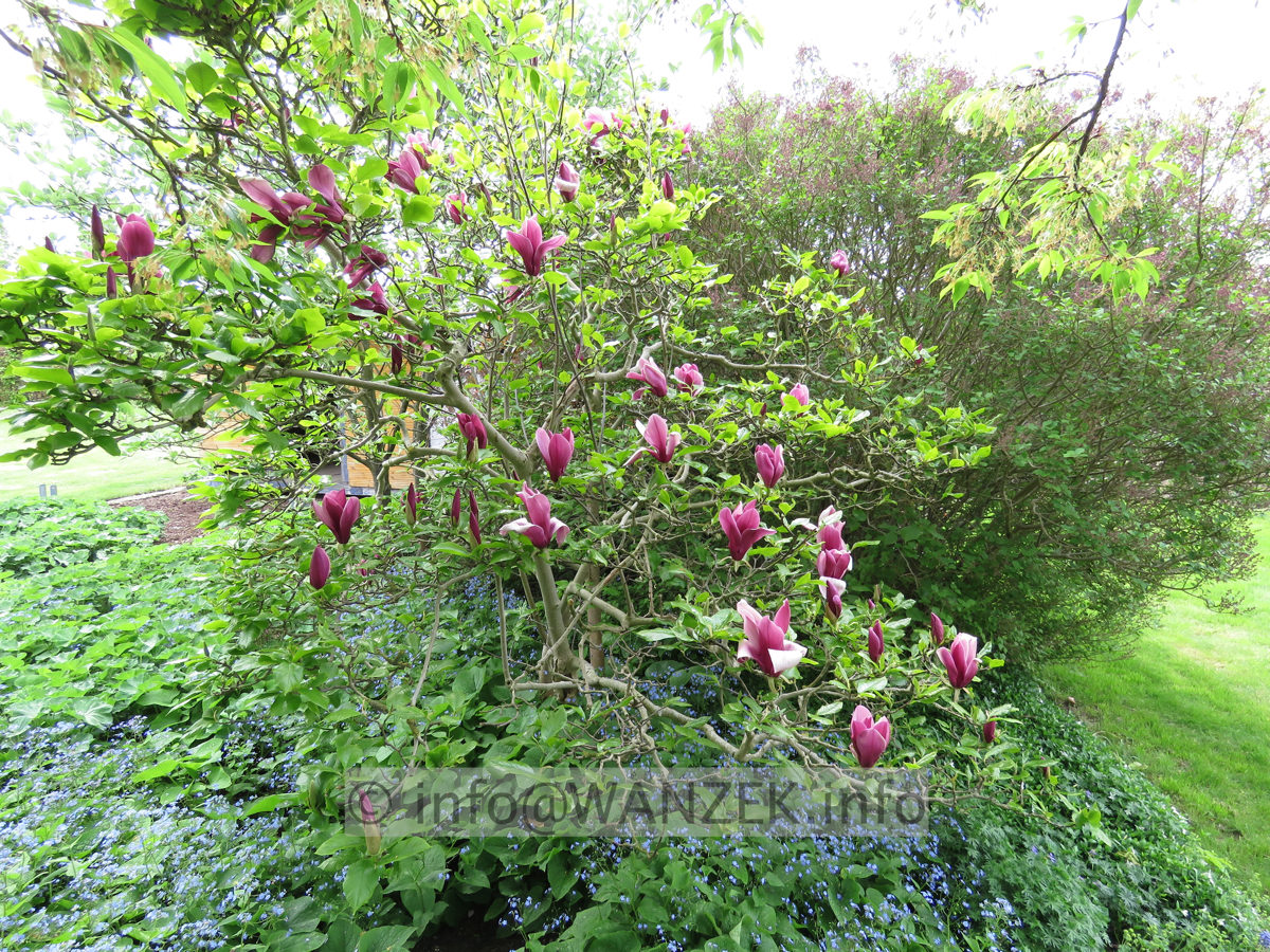 Magnolia liliiflora Nigra 11.JPG